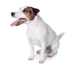 Cute Jack Russell Terrier dog sitting on white background