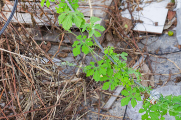 Resilient Life Emerging Amidst Debris A Bitter Melon Plant Thriving in a Wasteland  Nature's...