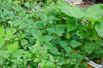 Lush Green Vegetable Garden Beans Basil Taro Plants Growing Vibrant Foliage Natural Abundance Healthy Food Organic Farming Agriculture