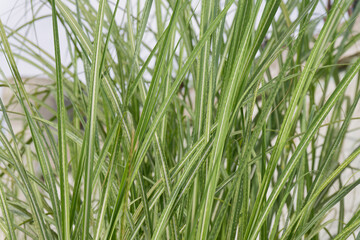 Variegated Miscanthus Grass Blades Lush Green Foliage Natural Texture Background Garden Plant