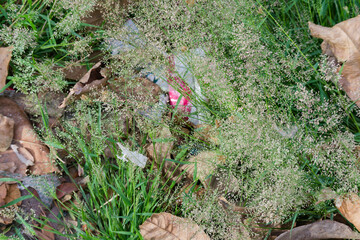 Litter Concealed Amidst Blooming Grass and Fallen Leaves Environmental Pollution Stock Photo
