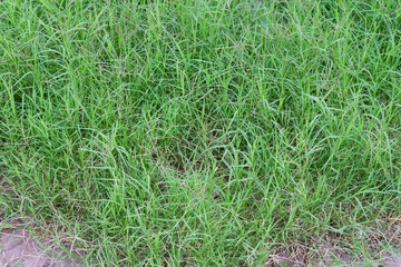 Lush Green Grass Texture Background Natural Meadow Scenery Vibrant Spring Summer Foliage