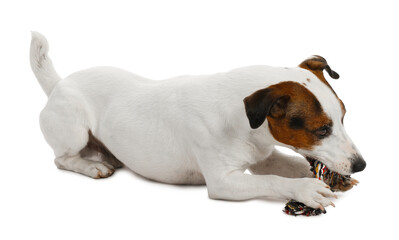 Cute dog playing with toy on white background. Lovely pet