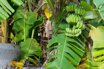 Vibrant Green Banana Bunch Growing on Lush Tropical Banana Tree Abundant Harvest Nature Scene Tropical Fruit Plantation Agriculture
