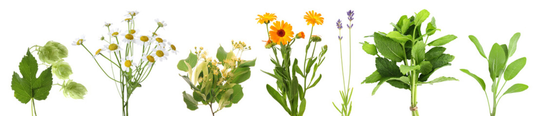 Fresh chamomile flowers and other herbs isolated on white, set © New Africa