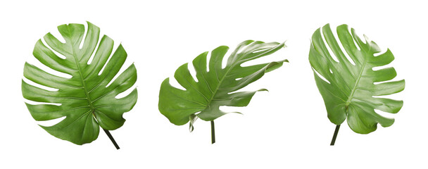 Green tropical leaves of monstera plant isolated on white, set © New Africa