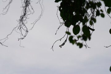 Silhouette of Twigs and Leaves Against a Cloudy Sky Nature Photography Botanical Abstract Background