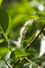 Fluffy Plant Structure Among Green Leaves