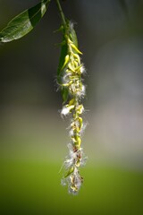 Close-Up of Fluffy Plant Structure with Green Tendrils