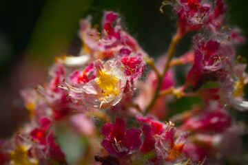 Close-Up of Vibrant Pink and Yellow Flowers
