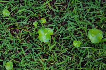 Fototapeta premium Fresh gotu kola leaves with dew drops on grass