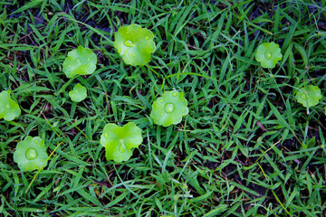 Fresh gotu kola leaves with dew drops on grass