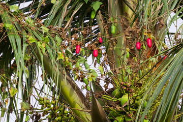 Coccinia grandis and Cocos nucifera Symbiosis Tropical Fruiting Vine on Palm Tree Lush Green Foliage