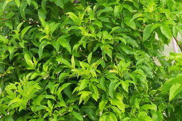 Lush Green Aesculus Pavia Foliage Vibrant Spring Texture Background Nature Wallpaper