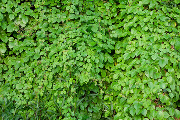 Lush Green Foliage Background Texture Vibrant Spring Summer Nature Scene Tropical Plants