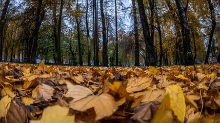 Autumn leaves carpeted ground view