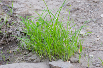 Resilient Grass Shoots Emerging from Dry Soil Nature Spring Growth