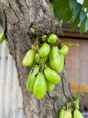 Small starfruit with sour taste for cooking ingredients. "belimbing wuluh" attached to tree trunks