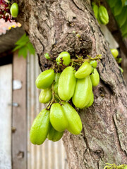 Small starfruit with sour taste for cooking ingredients. "belimbing wuluh" attached to tree trunks