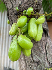 Small starfruit with sour taste for cooking ingredients. "belimbing wuluh" attached to tree trunks