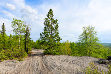 A sunlit gravel dirt road winds through a peaceful wilderness, flanked by tall pine, poplar, and spruce trees with fresh spring foliage, trail for hikers and bikers.