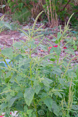 Amaranth Plant Closeup Green Leaves Blooming Spikes  Nature Botany  Weed  Agriculture