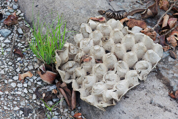 Discarded Egg Carton Amidst Nature's Resilience Grass Sprouting Through Waste Environmental Decay