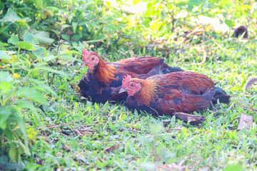 Two hen sitting on green grass garden natural background