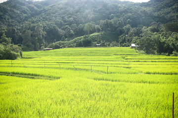 Rice terraces in the valley view natural green background