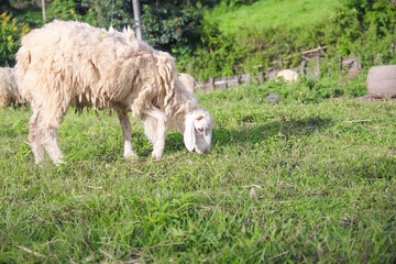 White sheep is grazing on a hill green natural background