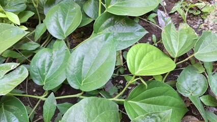 Close Up of Aromatic Green Betel Leaves, Piper Betle Herb Growing on Soil, Glossy Traditional Plant Used in Asian Culture and Herbal Remedies