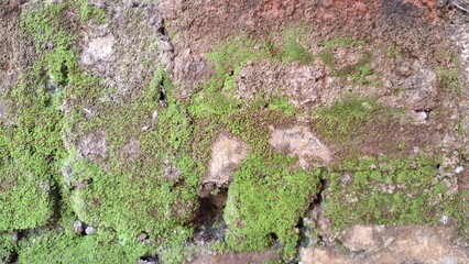 Wild Moss Growing on Humid Wall – Natural Green Carpet that Helps Maintain Humidity, Supports Micro-Ecosystems, and Filters Air, Used in Botanical and Eco-Themed Projects