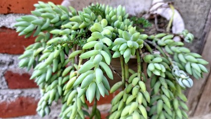Healthy Donkey's Tail (Sedum morganianum): Lush Trailing Succulent Plant with Thick Green Leaves, a Unique and Easy-Care Houseplant for Indoor and Outdoor Greenery