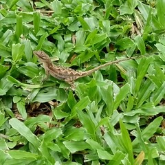 Kleine Echse in der Wiese