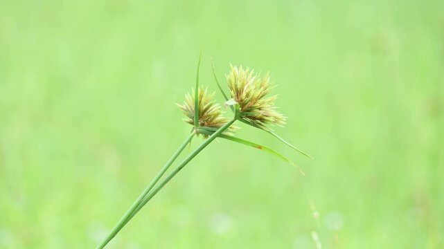 Cyperus polystachyos grass. Its common names Pycreus polystachyos, manyspike flatsedge, bunchy sedge, coast flatsedge, many spiked sedge and Texas sedge. Its herbaceous species in family Cyperaceae. 
