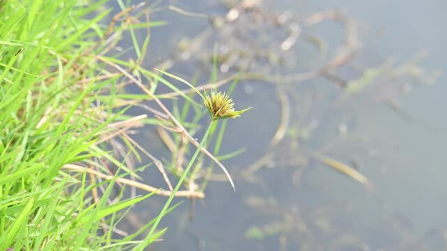 Cyperus polystachyos grass. Its common names Pycreus polystachyos,&nbsp;manyspike flatsedge, bunchy sedge, coast flatsedge,&nbsp;many spiked sedge and Texas sedge. Its herbaceous species in family&nbsp;Cyperaceae. 
