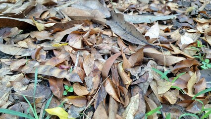 The ground is covered in a textured layer of dry, brown fallen leaves, typical of autumn leaf litter on the forest floor