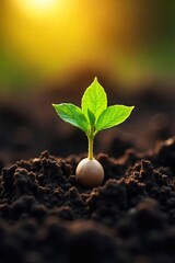 Close-up of a single seed nestled in rich, dark soil, ready for planting Sunlight filters through, illuminating the potential for growth and new life , fertile, plant
