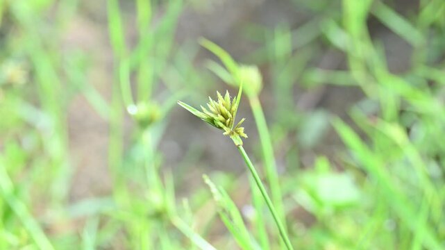 Cyperus polystachyos grass. Its common names Pycreus polystachyos,&nbsp;manyspike flatsedge, bunchy sedge, coast flatsedge,&nbsp;many spiked sedge and Texas sedge. Its herbaceous species in family&nbsp;Cyperaceae. 
