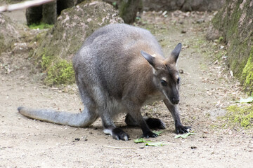 Wallaby