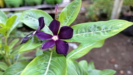 Vibrant Dark Violet Periwinkle flower (Catharanthus roseus) with water droplets, a popular tropical flowering plant used in traditional medicine.