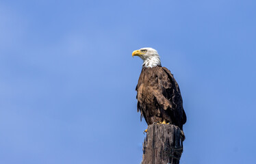 A majestic American Bald Eagle perching on an available pole.