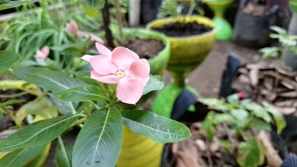 Vibrant pink Periwinkle flower (Catharanthus roseus) with water droplets, a popular tropical flowering plant used in traditional medicine.