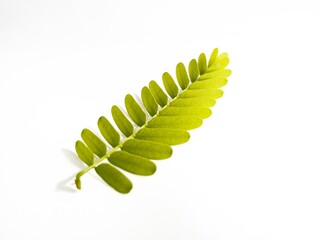 green fern leaf
