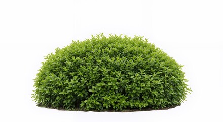 Fototapeta premium Lush Green Bush Isolated on White Background: Perfect for Landscaping Designs and Garden Projects
