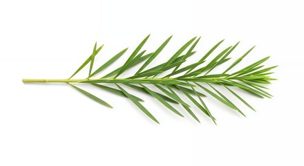 Fototapeta premium A Detailed Closeup of a Sprig of Green Leaves Isolated on a White Background Botanical Photography