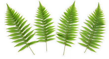 Vibrant Green Fern Fronds Isolated on White Background Botanical Illustration of Lush Greenery