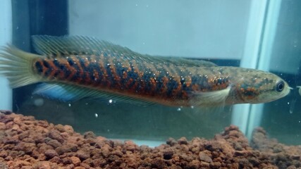 Channa fish is very beautiful and beautiful