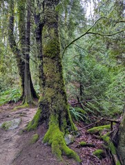 forest in the morning