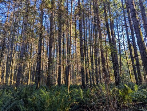 forest in the morning